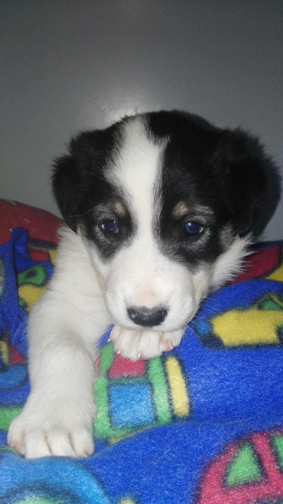 12113292_10207027053571319_7879222730677761062_o