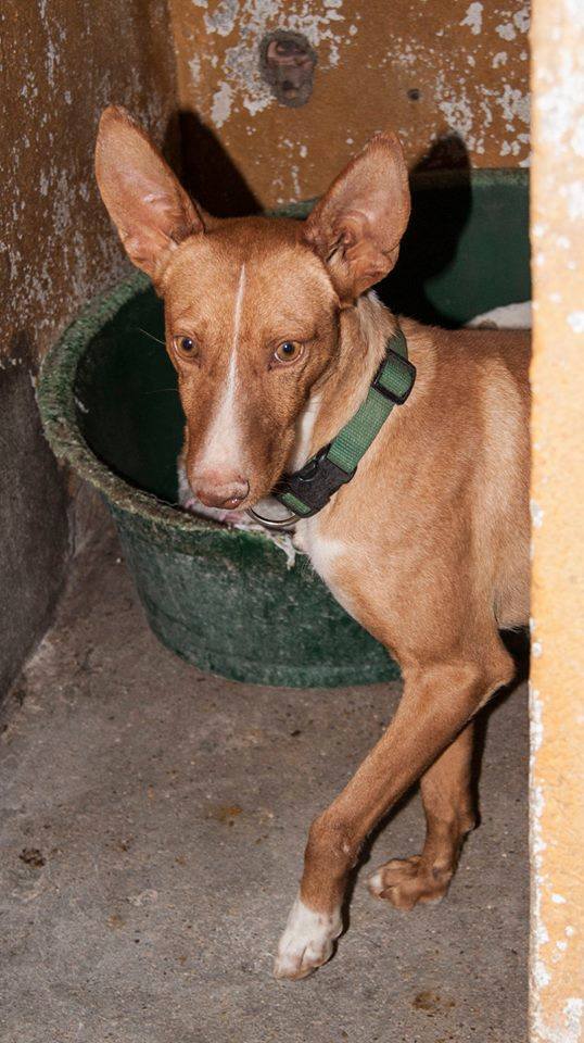 12115543_1078157672208012_6153451458188577453_n