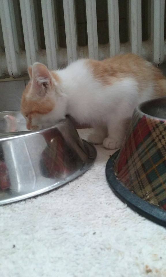 12115573_1084430994914013_2137010744085946414_n