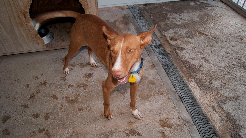 12115980_1078157725541340_5645358597178532436_n