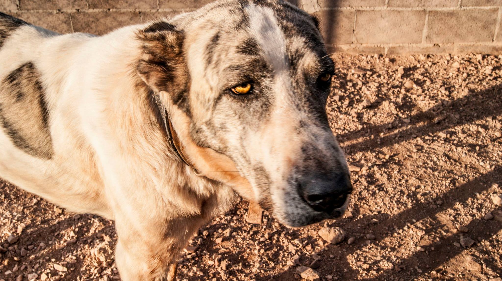 12119933_10207026815485367_3825838525026296096_o(1)