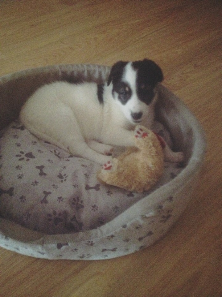 12122590_1088554237835022_3922783996810642221_n