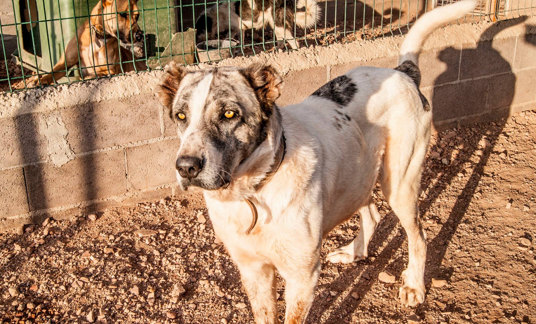 12132575_10207026816445391_7696724483724392266_o(1)