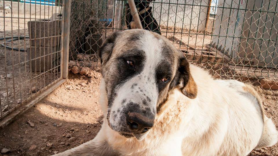 12141719_1087722597918186_8229735375509811135_n