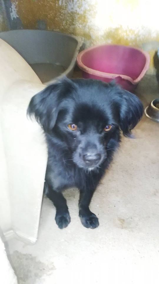 12141805_1085888071434972_5683307836132081312_n