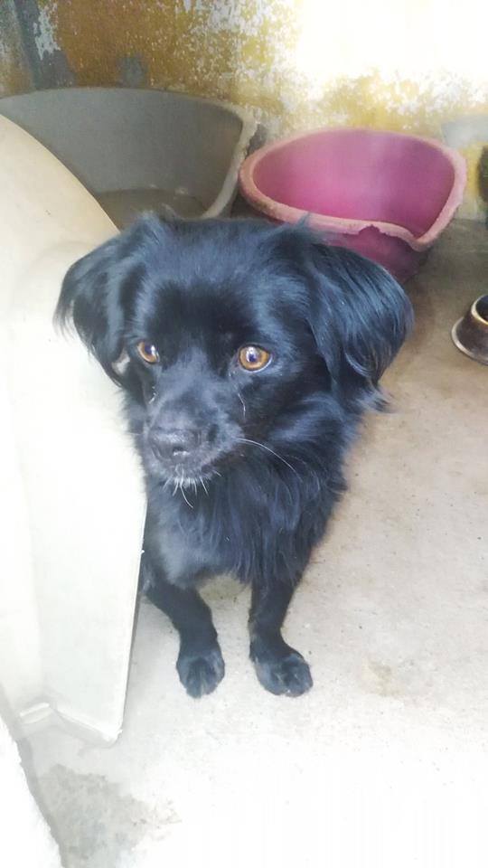 12144854_1085888064768306_7009846783080222196_n