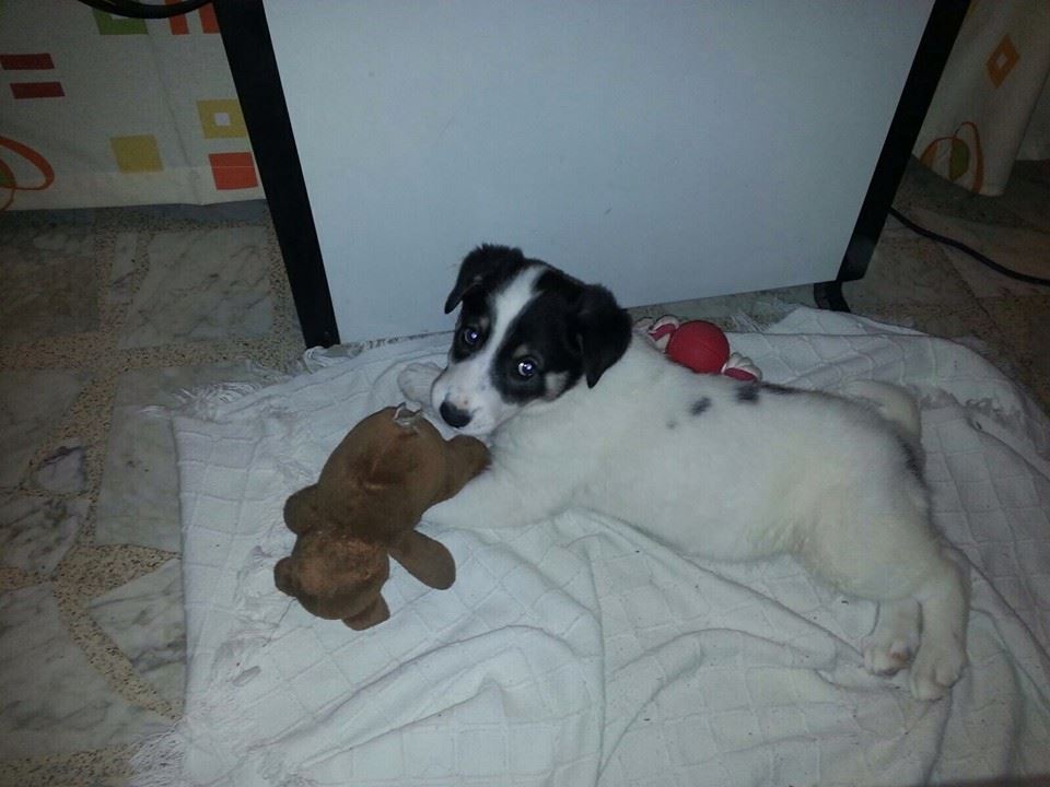 12196168_1089881281035651_2293668899756828407_n