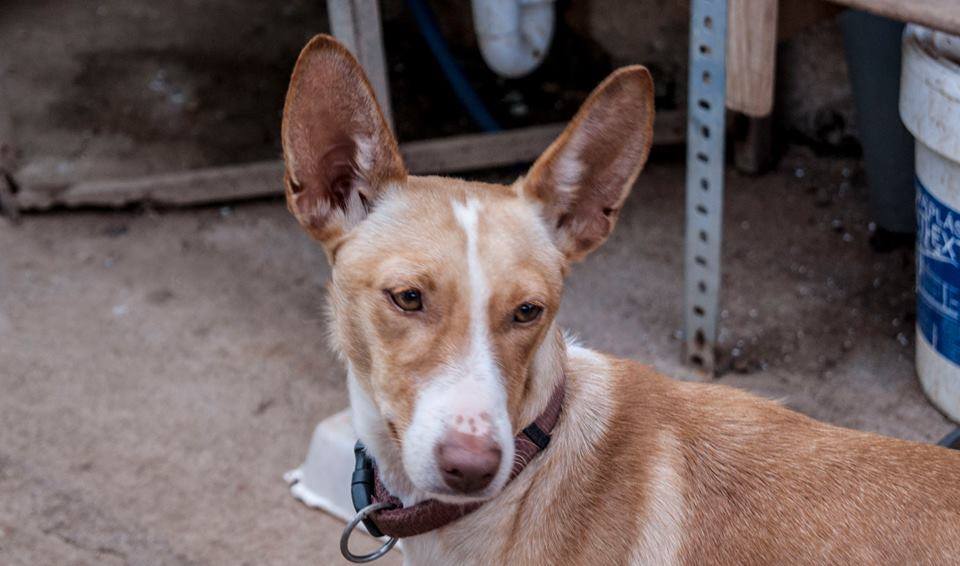 12439040_1124640937559685_3556498184592991287_n