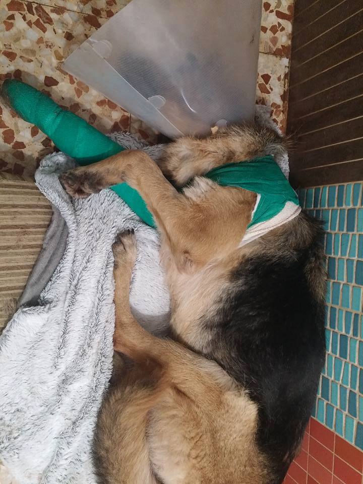 15871894_1431512503539192_6146726929144557236_n