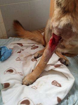 15894617_1431512263539216_468748933552036795_n