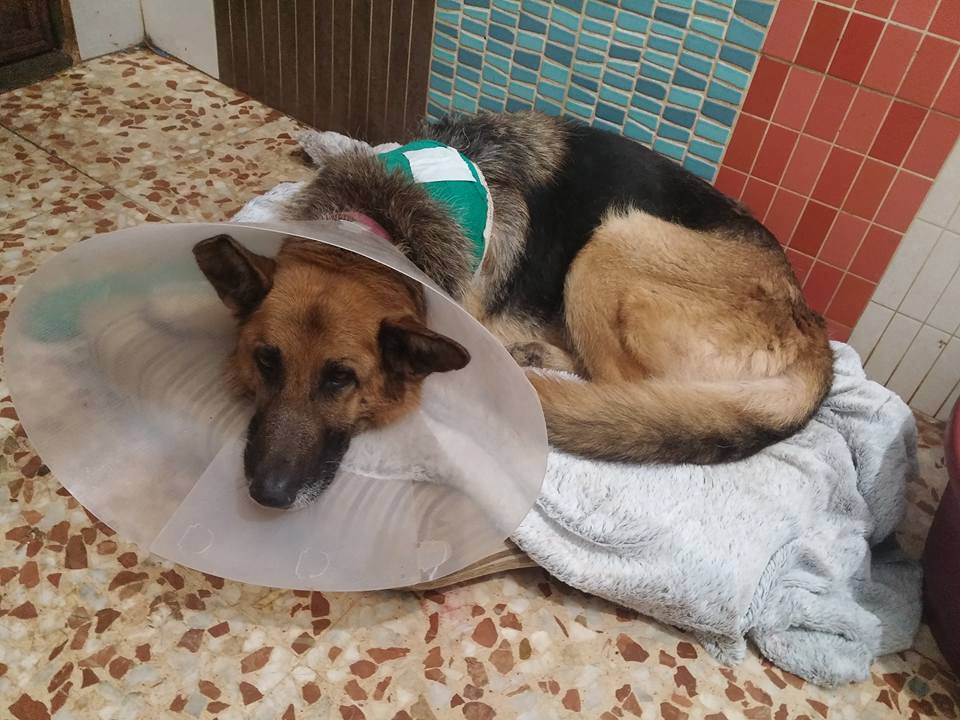 15895078_1431512270205882_9047381484463670941_n