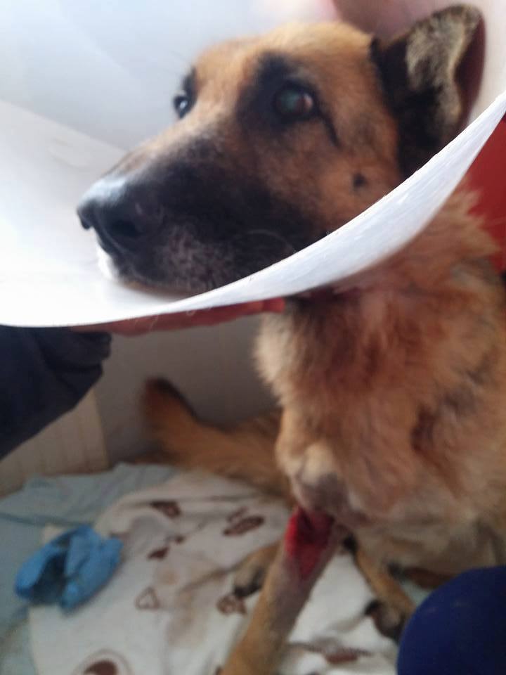 15978031_1431512266872549_3608797919760250220_n