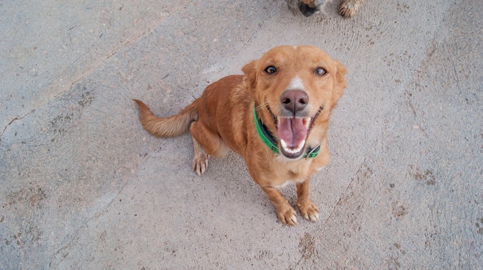 1661367_1065506556806457_8683981799014119285_n