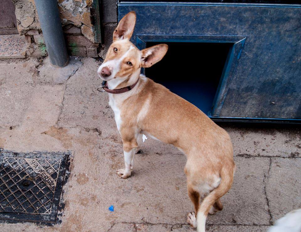 2034_1124641247559654_3116214242433026416_n