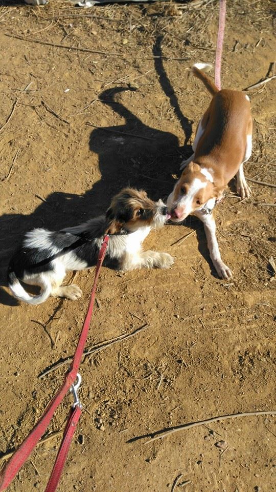 12289658_1102876363069476_6592485165784195058_n