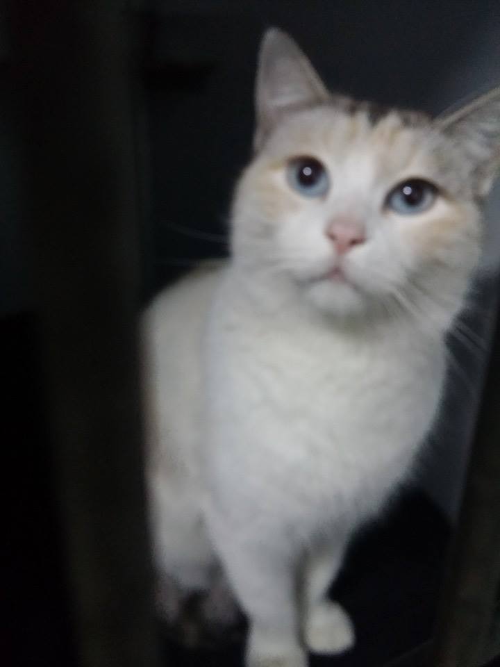 12301587_1103238856366560_212972122544359929_n