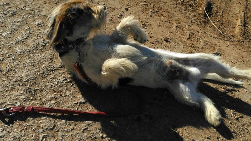 12301760_1102876243069488_2429589686710104448_n