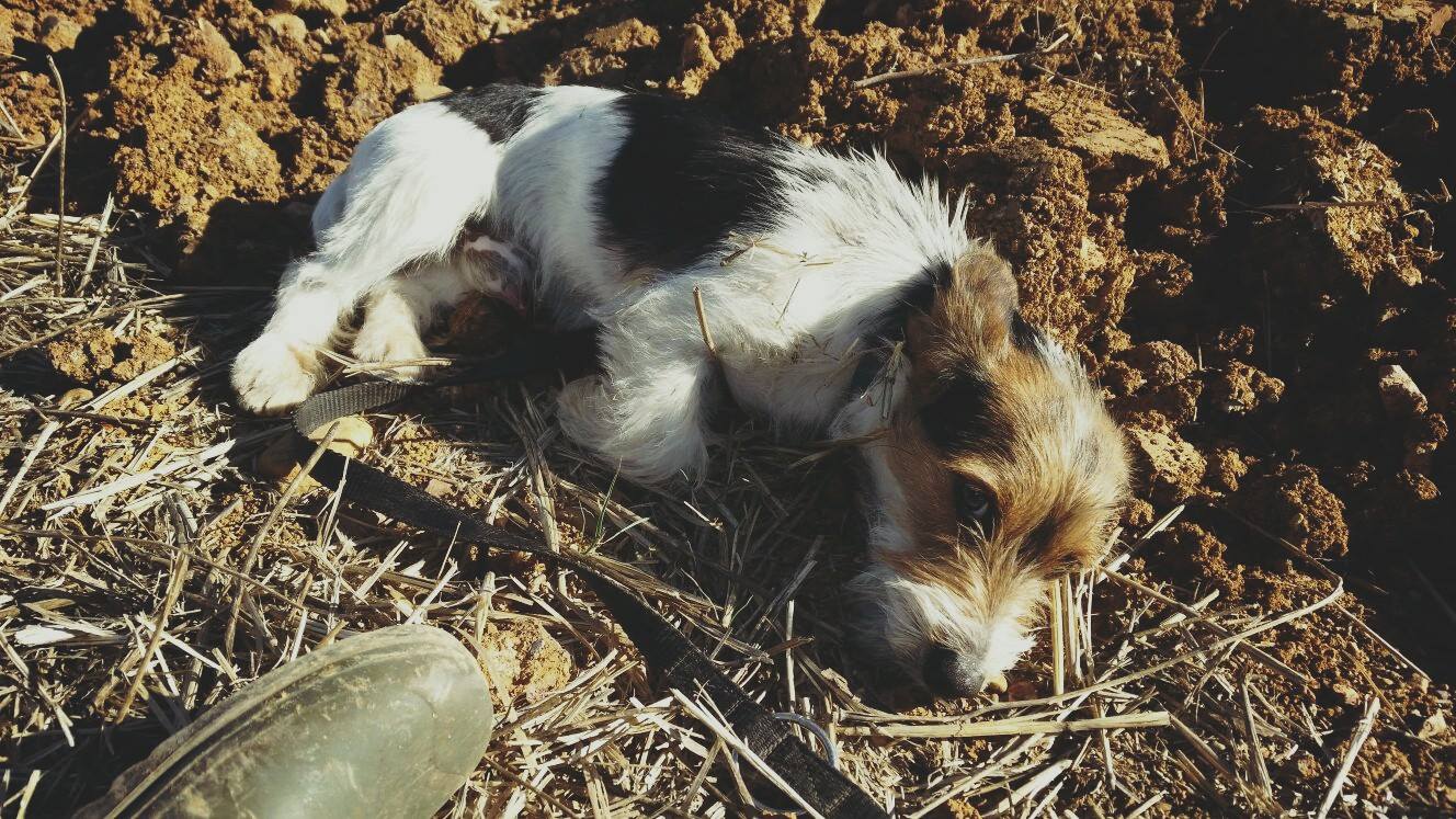 12308087_1102288023128310_4613281156830348501_o