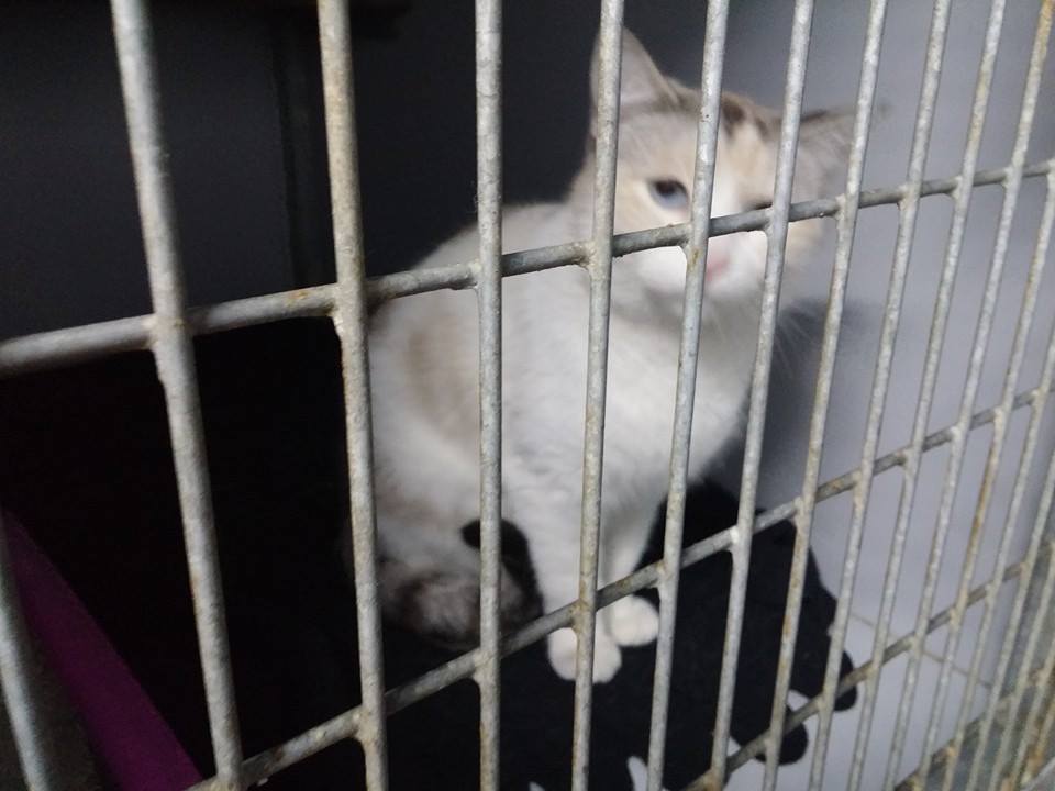 12311273_1103238883033224_8235574357478905382_n