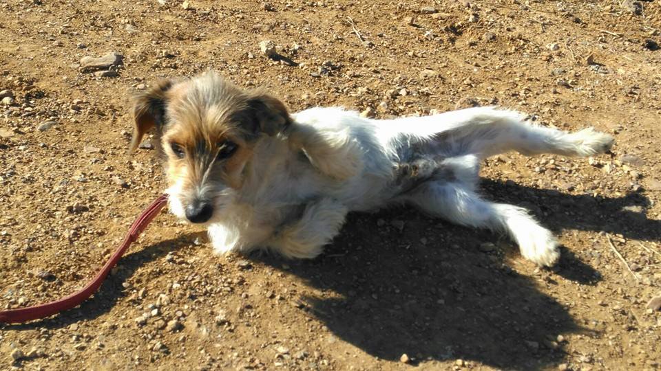 12316281_1102876283069484_6272898588658838821_n