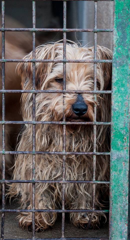 12316386_1108789329144846_558277962759396768_n