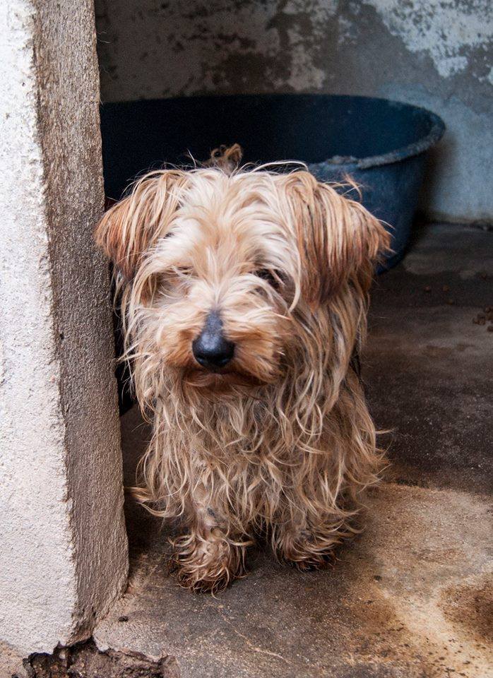 12342708_1108789332478179_7360141851417586075_n