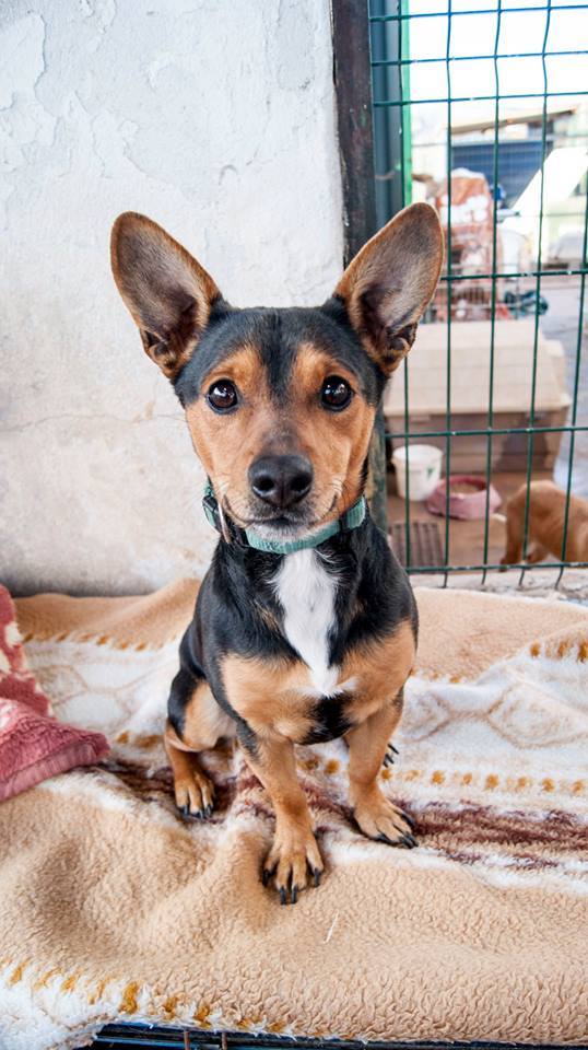 12565470_1135804786443300_8890701308075225753_n