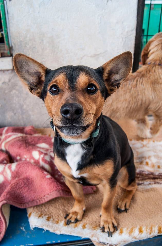 12592459_1135804819776630_5649285258704679074_n