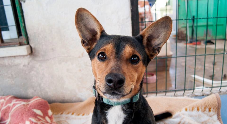 12647135_1135804783109967_2751414652055750813_n