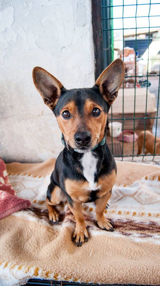 1779107_1135804776443301_6871309018685434743_n