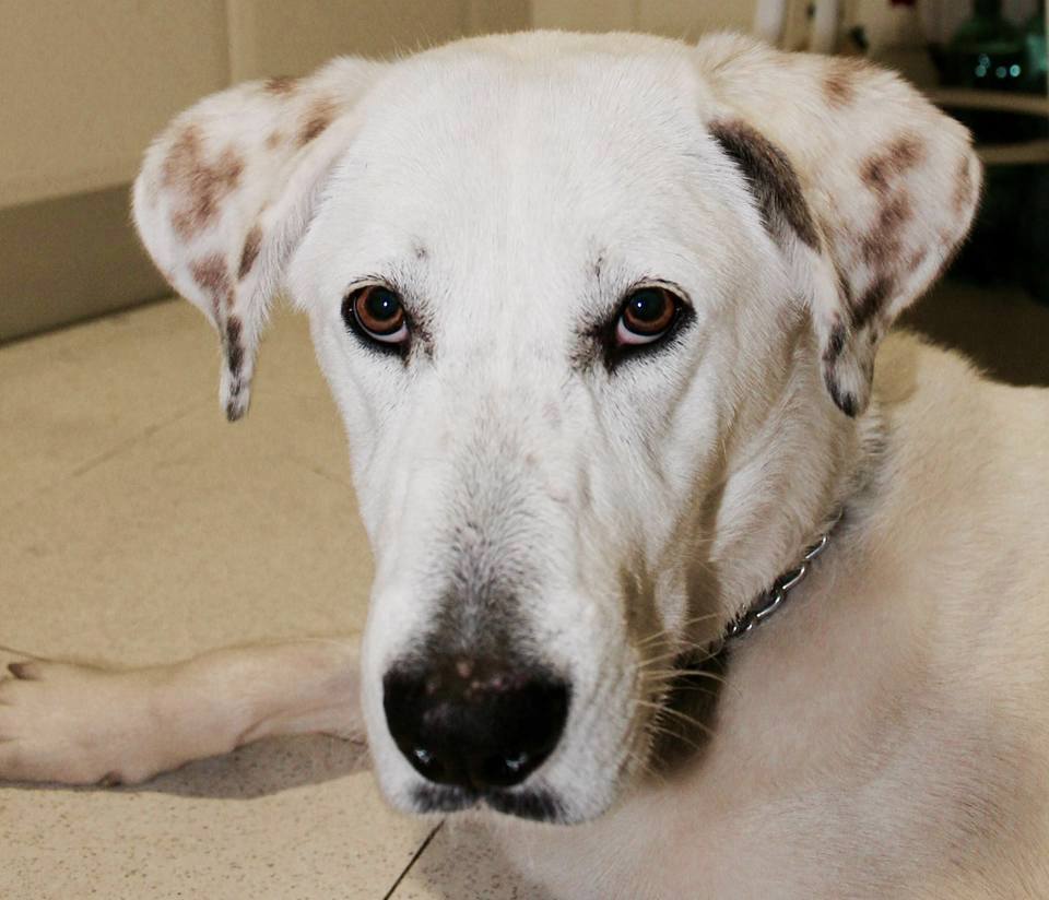 10399624_1170820842941694_5282117501336572633_n