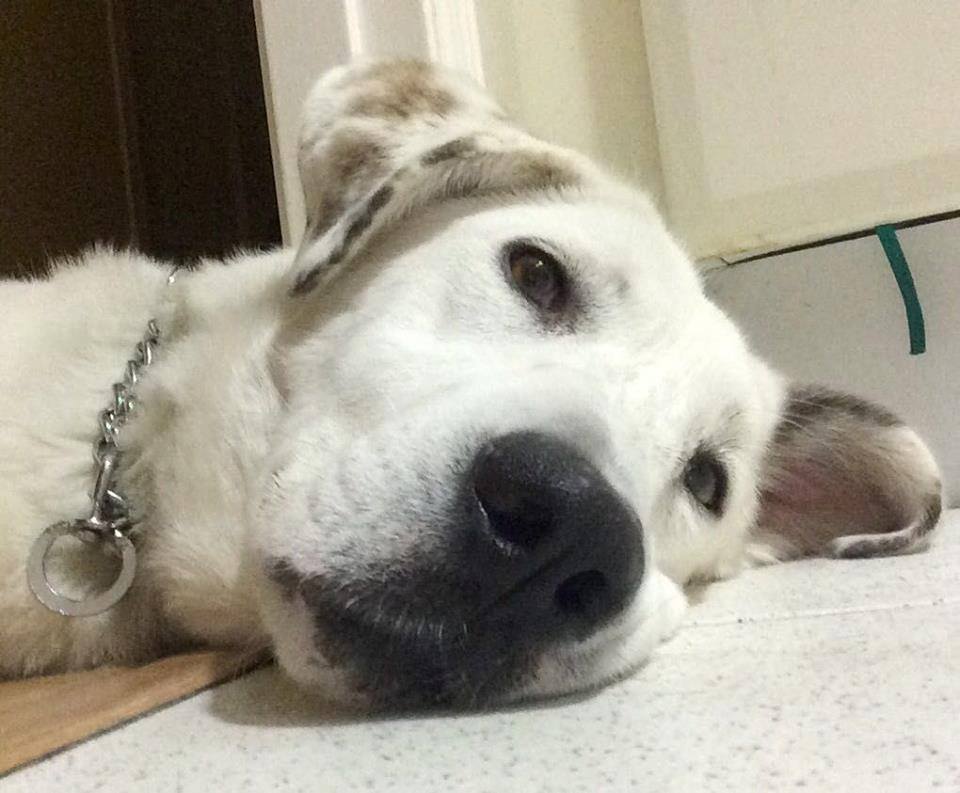 10437429_1170820896275022_3952448991034883420_n