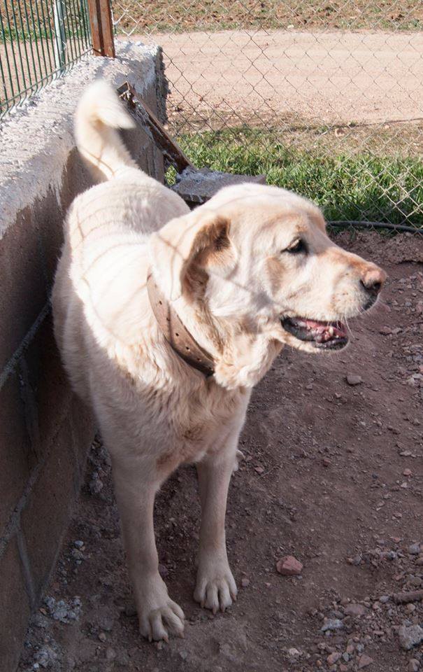 11251115_10206139051451821_4874807642702640790_n