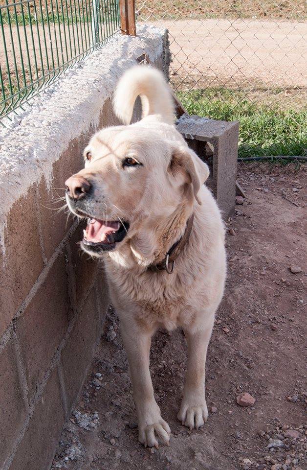 11391470_10206139043811630_8044460473996743027_n