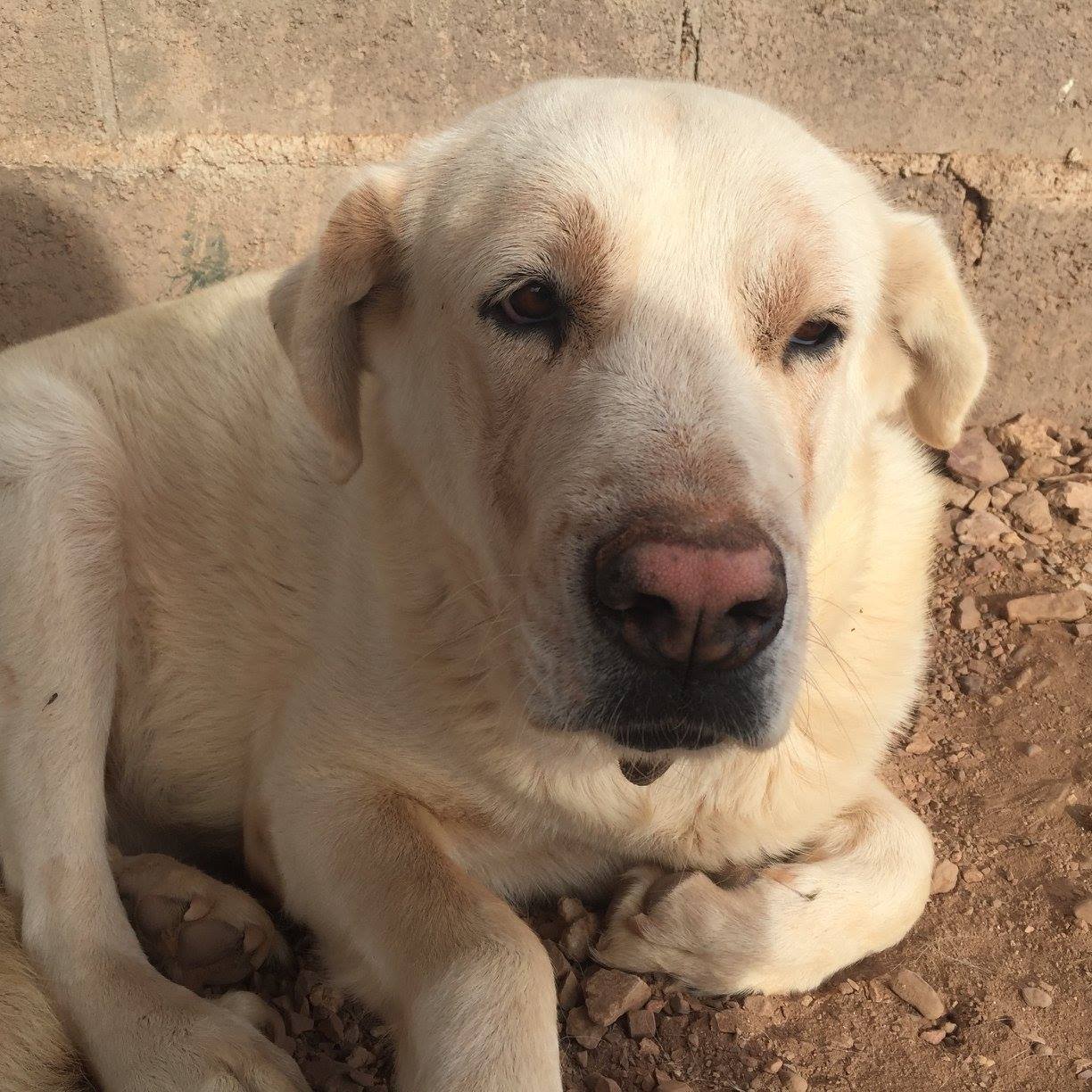 12237956_447662295428411_6293140810713933089_o