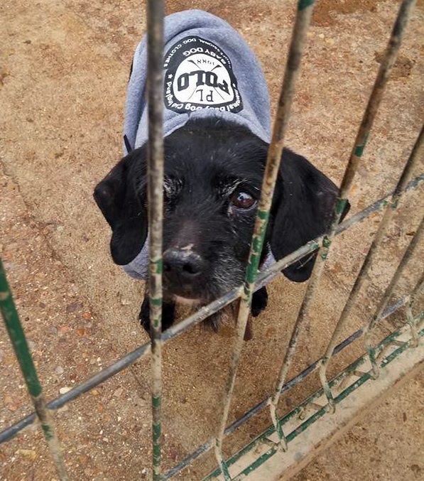 12321508_1182661201757658_5684673132361196585_n