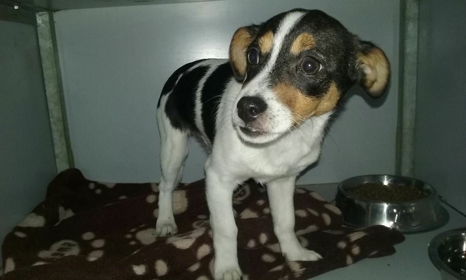 12509396_1153214778035634_4229965795912662482_n