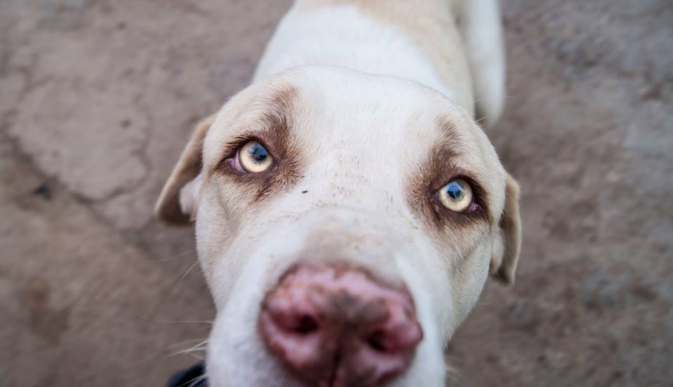 12631298_1137835912906854_757706613408706507_n