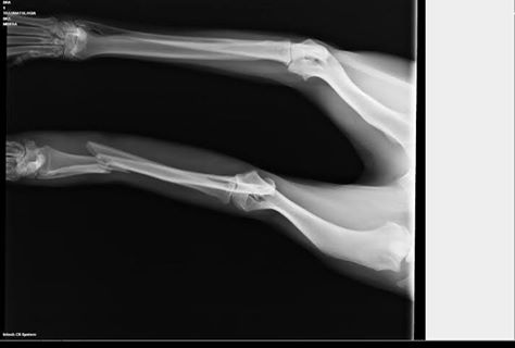 12646951_1138620569495055_3658383643985179365_n