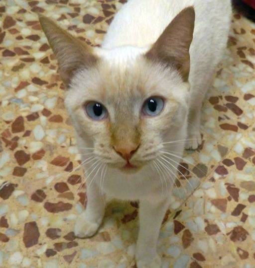 12650789_1138586476165131_6668459844343569287_n