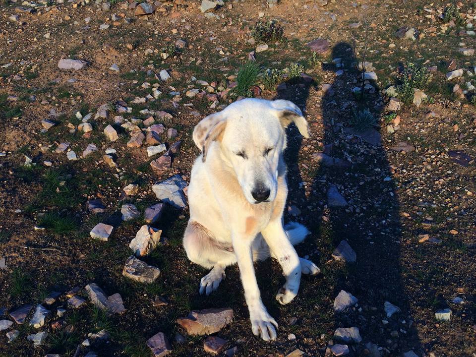 12651280_1138595516164227_4988307575324647353_n