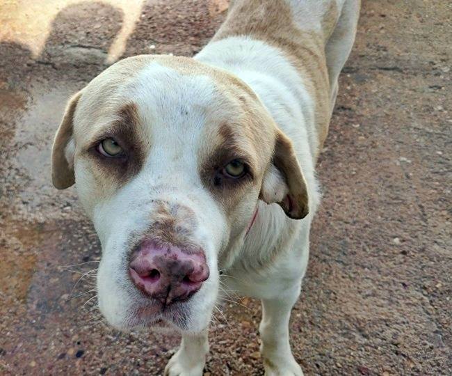 12654488_1137835922906853_8148667782881188433_n