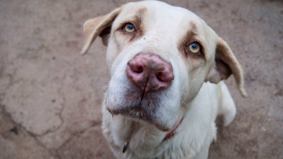 12662487_1137835982906847_9096582982307882176_n