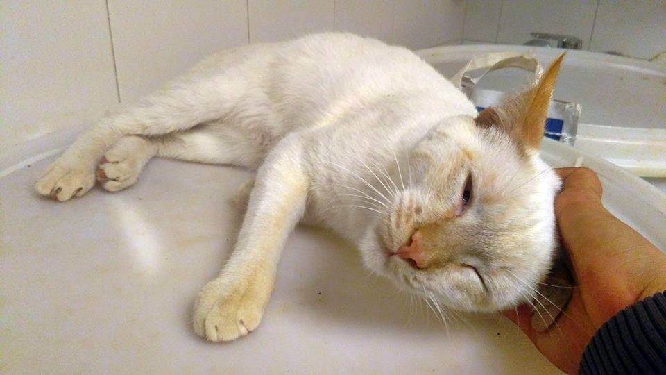 12662531_1138586479498464_2606189090863345352_n