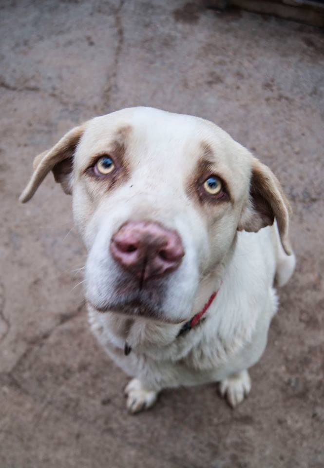 12662718_1137835979573514_1235491683345700709_n