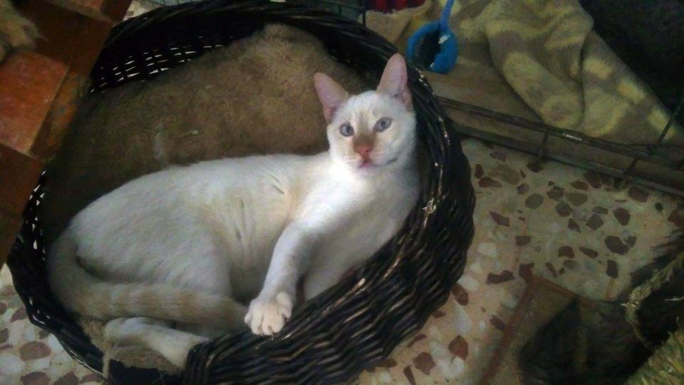 12669462_1138586512831794_5808380896737088565_n