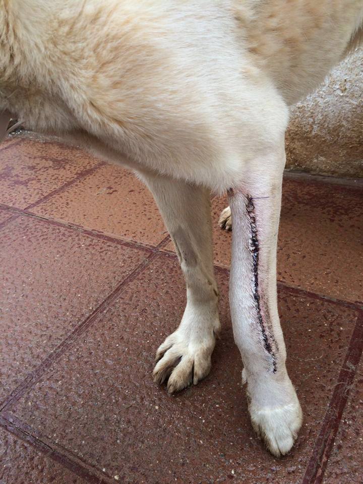 12670166_1138596142830831_848863345680852355_n