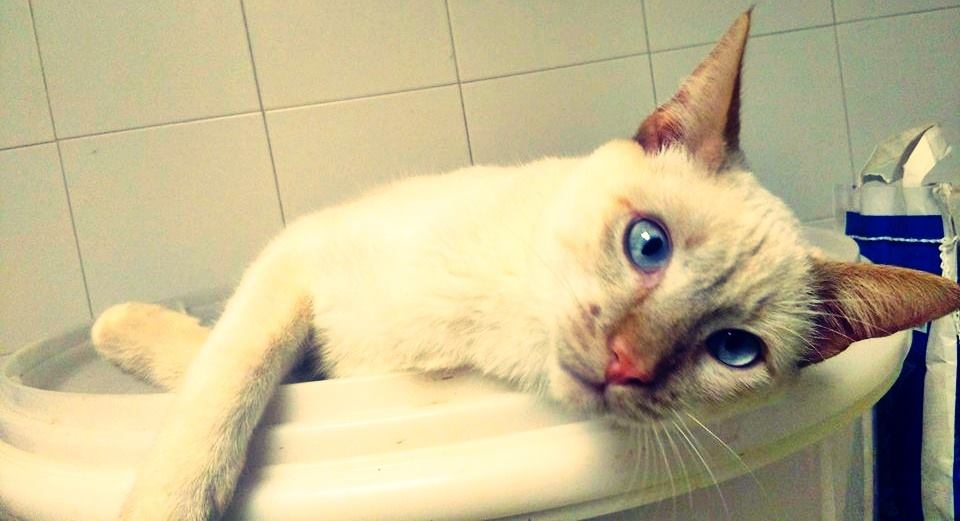 12670210_1138586482831797_1291386233530682676_n