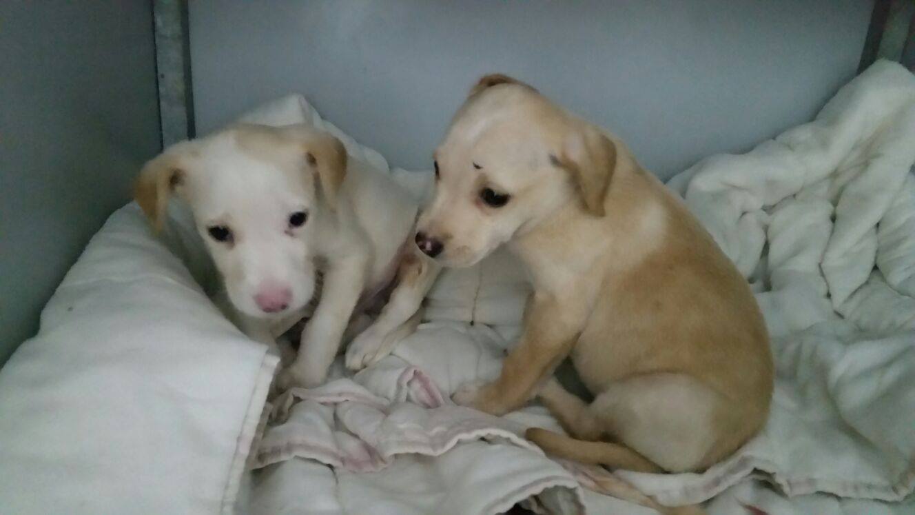 12671667_1152586871431758_4935264566484811560_o