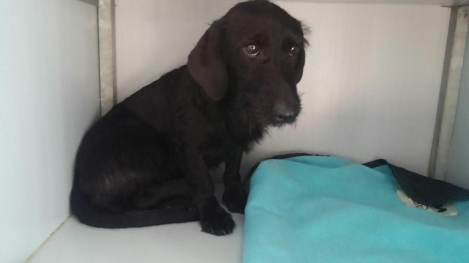 12687836_1140675785956200_5059405854828026640_n